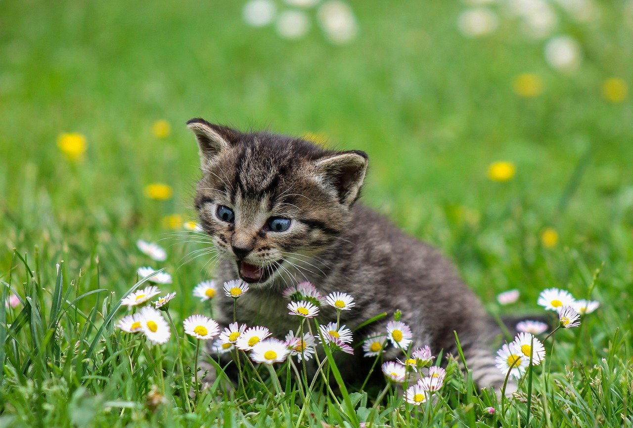 Zo houdt u uw jonge kitten gezond